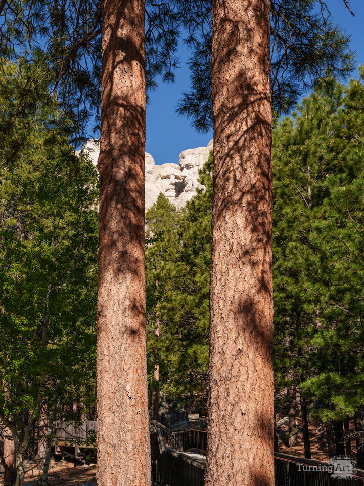 Roosevelt And Lincoln Between Trees