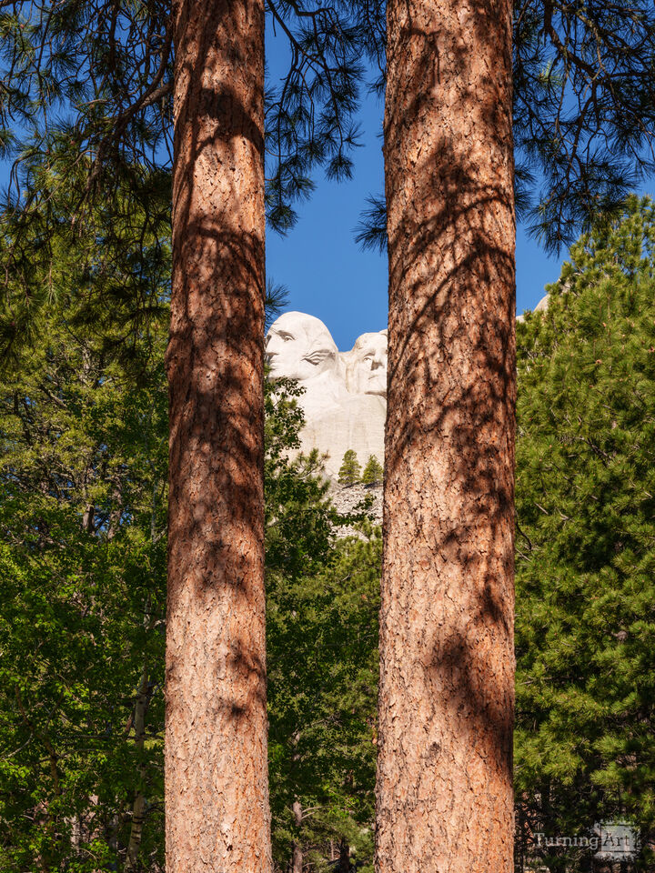 Washington And Jefferson Between Trees