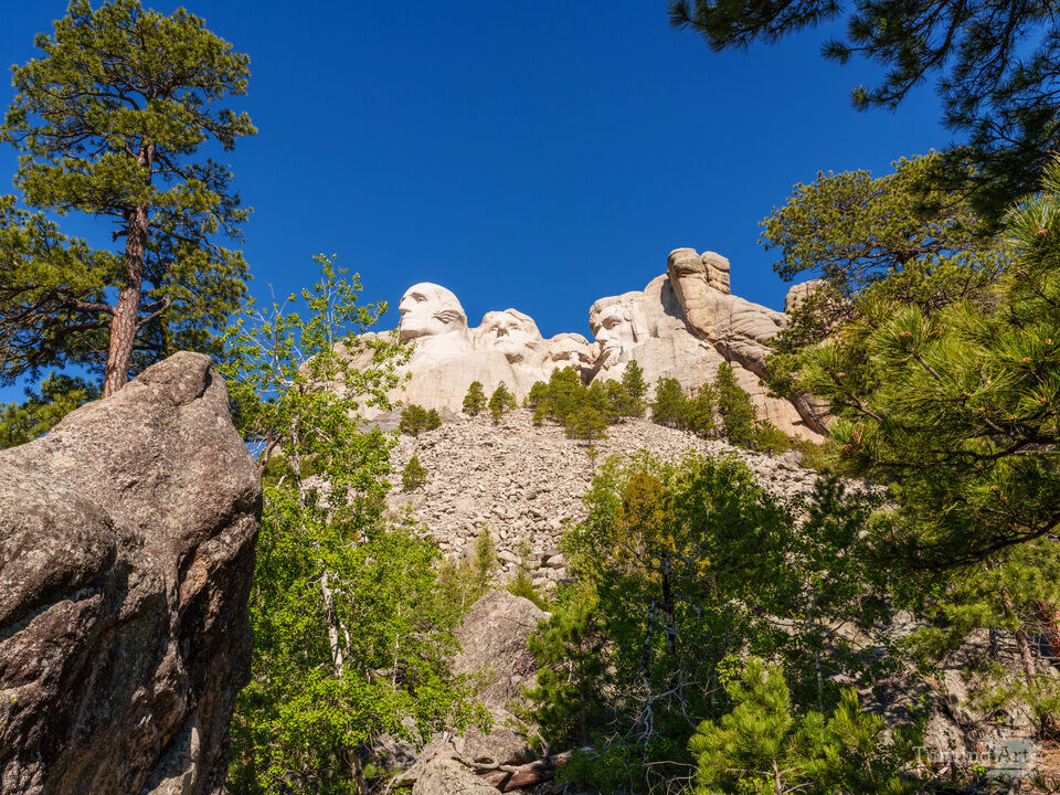 Below Mount Rushmore Tree Framed