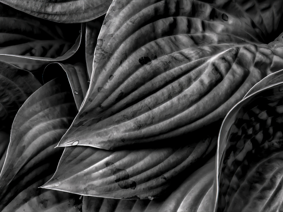 Hosta Leaves and Raindrops