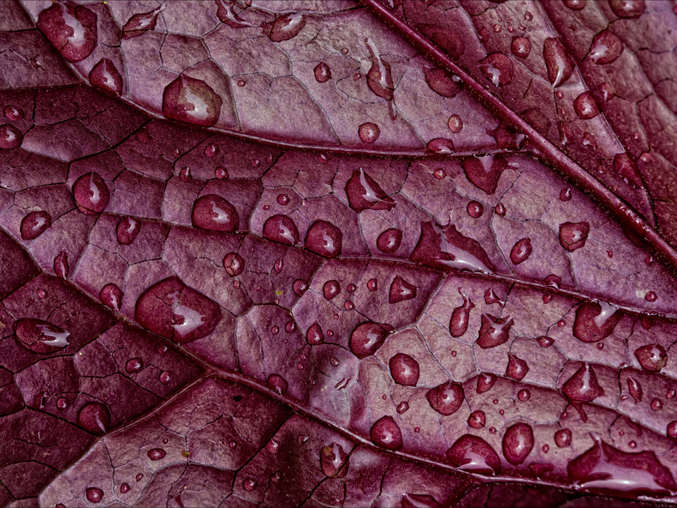 Purple Rain