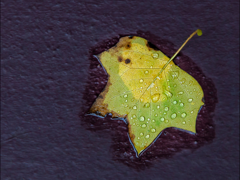Raindrops and Leaf