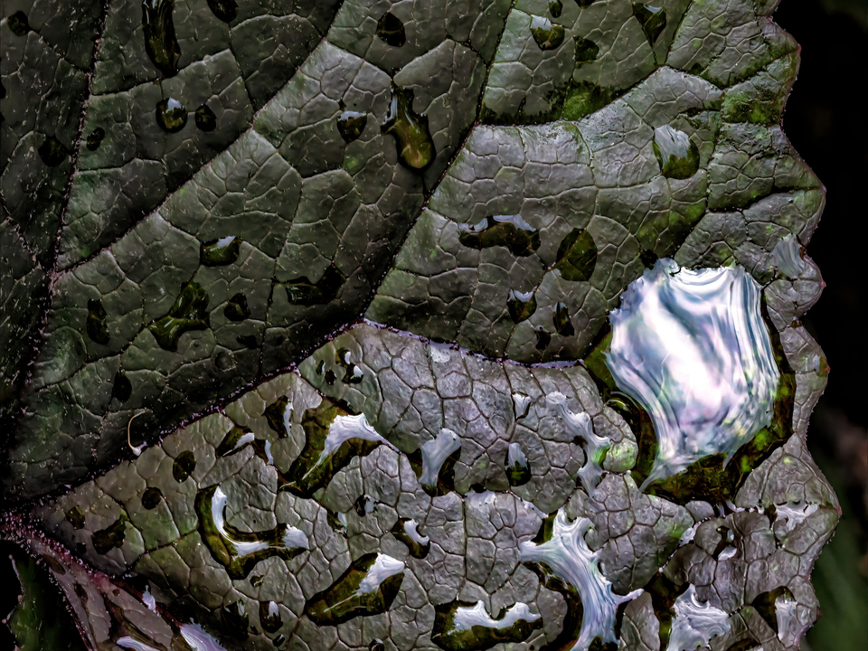 Wet Leaf
