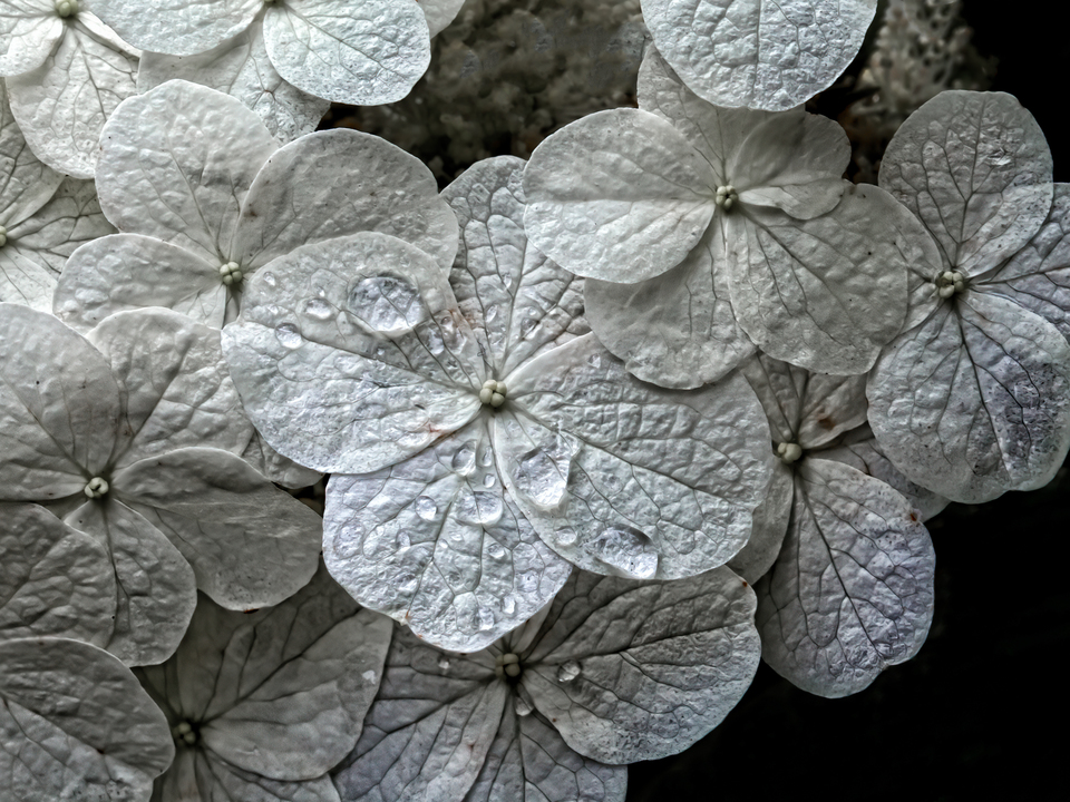 Rain Drops on Petals