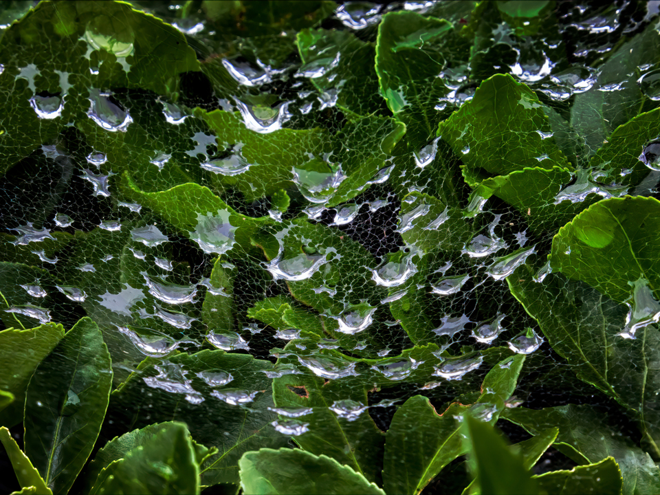 Cobweb and Raindrops