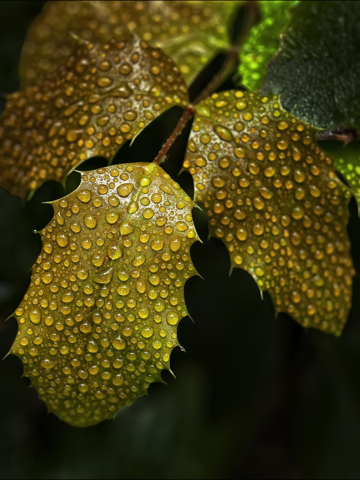 Leaves and Raindrops