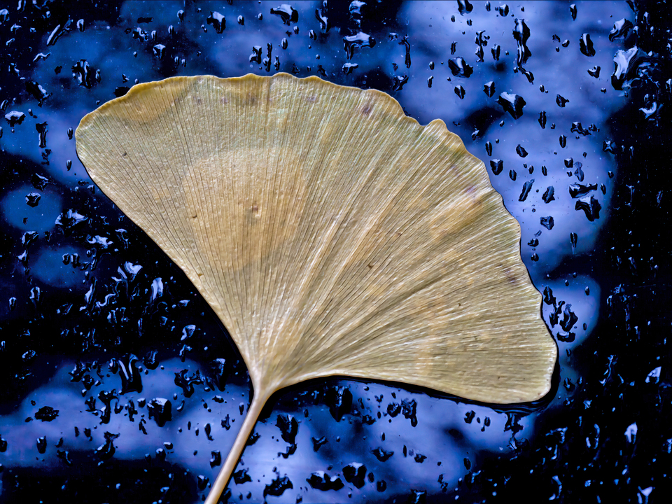 Leaf Windshield and Raindrops
