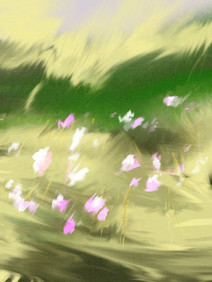 Field with Flowers 