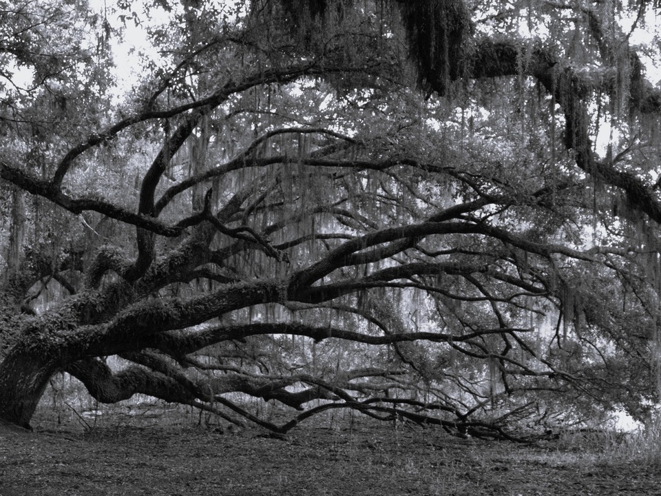 The Reaching Tree 