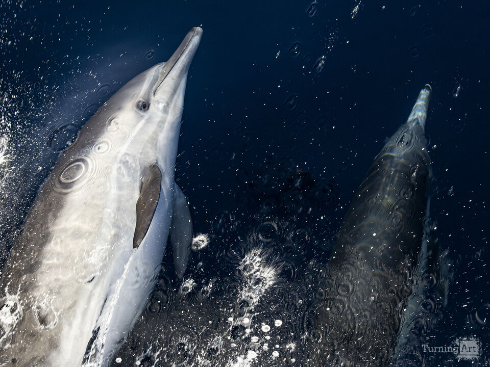 Close Encounter 