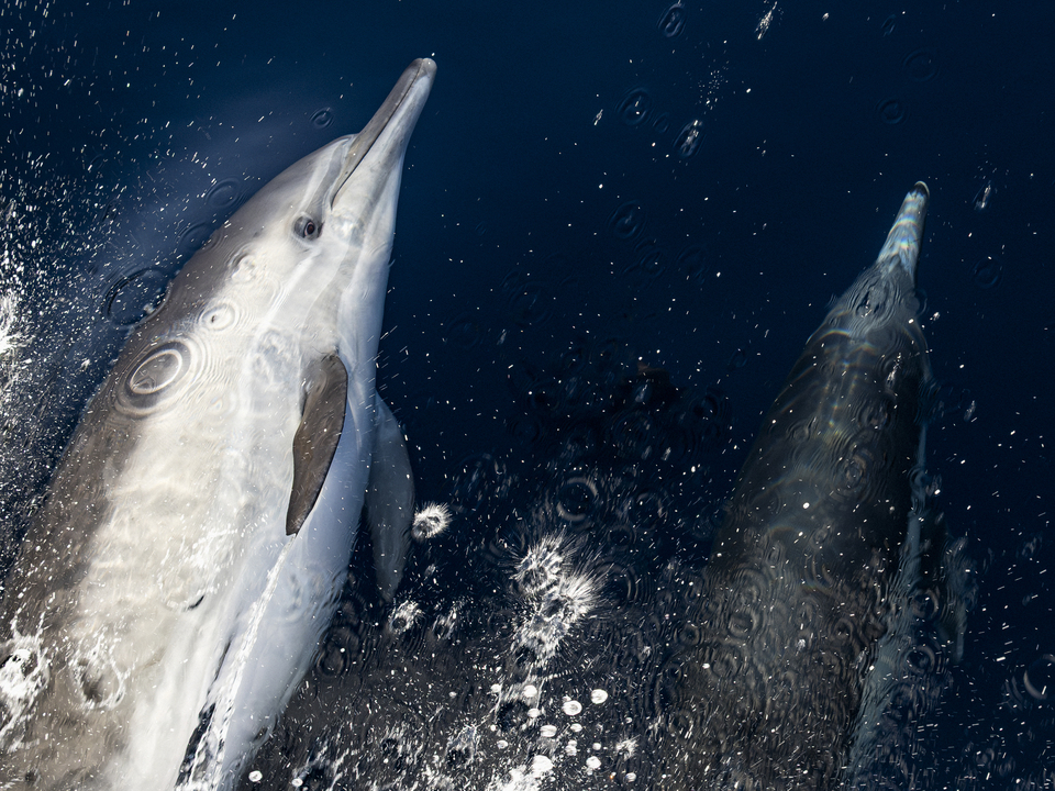 Close Encounter 