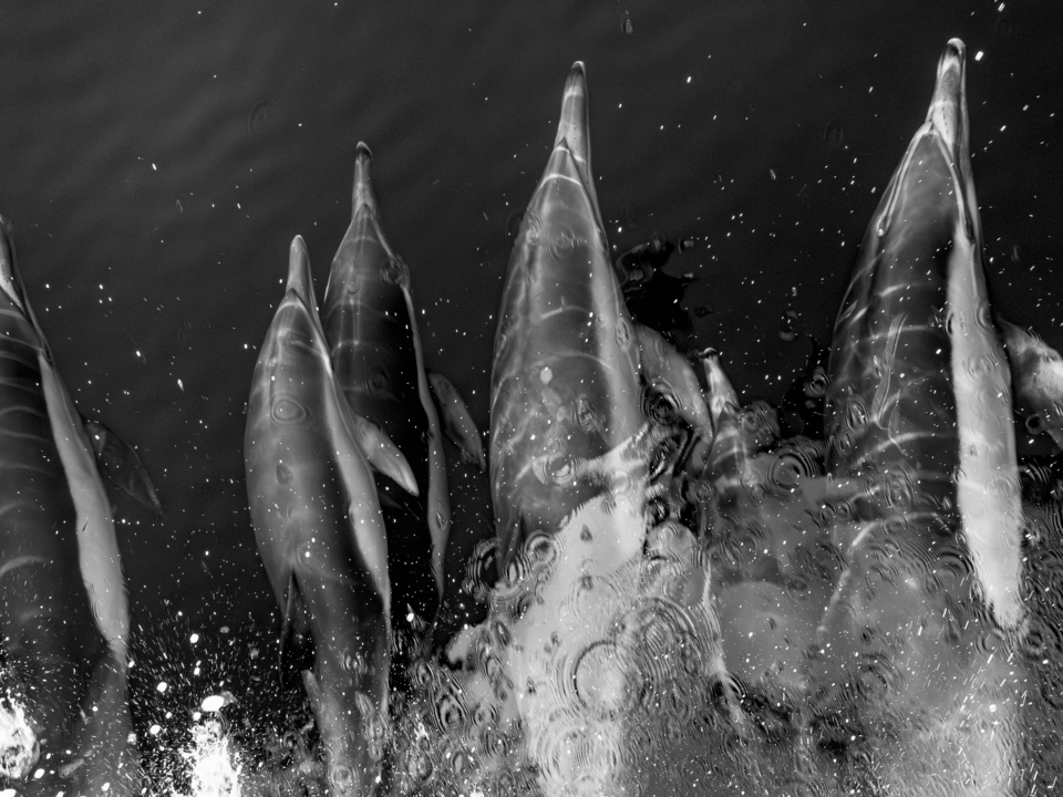 Dolphins Riding the Bow Wake