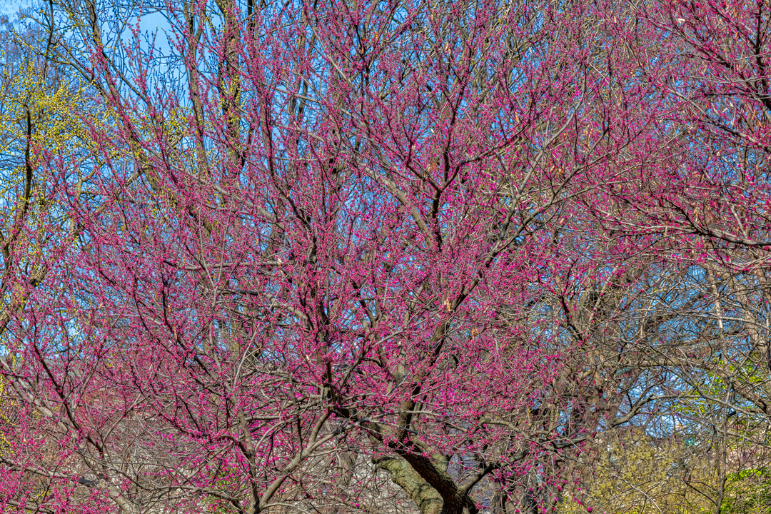 Spring Trees