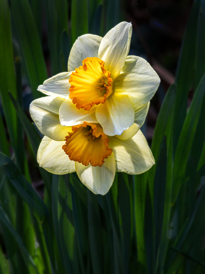 Daffodil