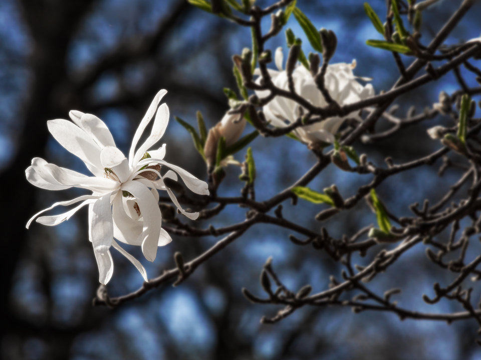 Star Magnolia