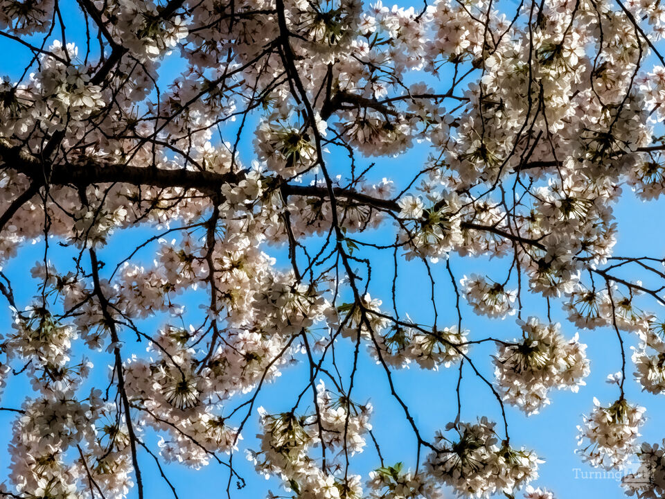 Impressionist Cherry Trees 2