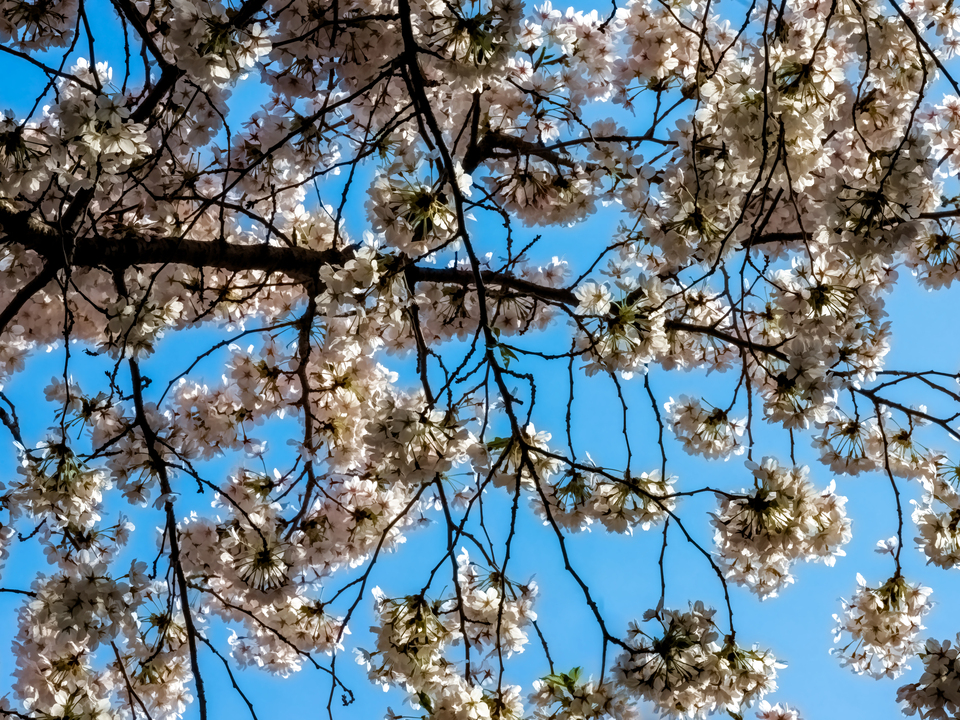 Impressionist Cherry Trees 2