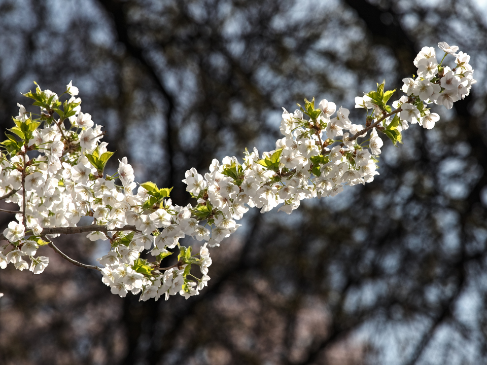 Cherry Blossoms