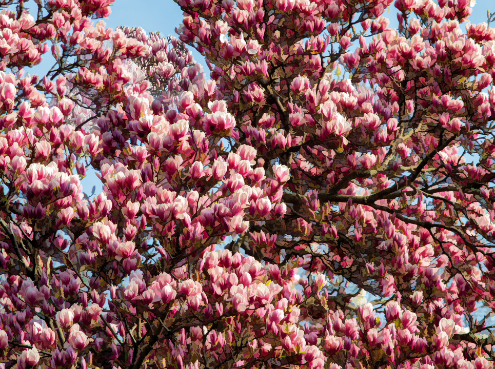 Impressionist Magnolia Trees