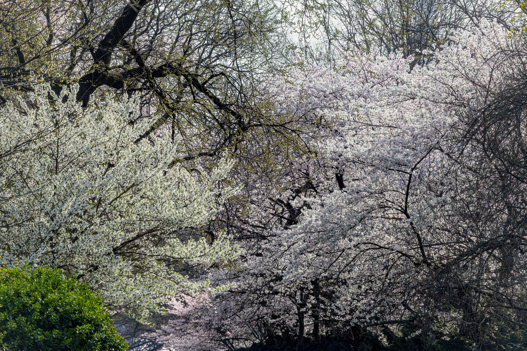 Cherry Trees