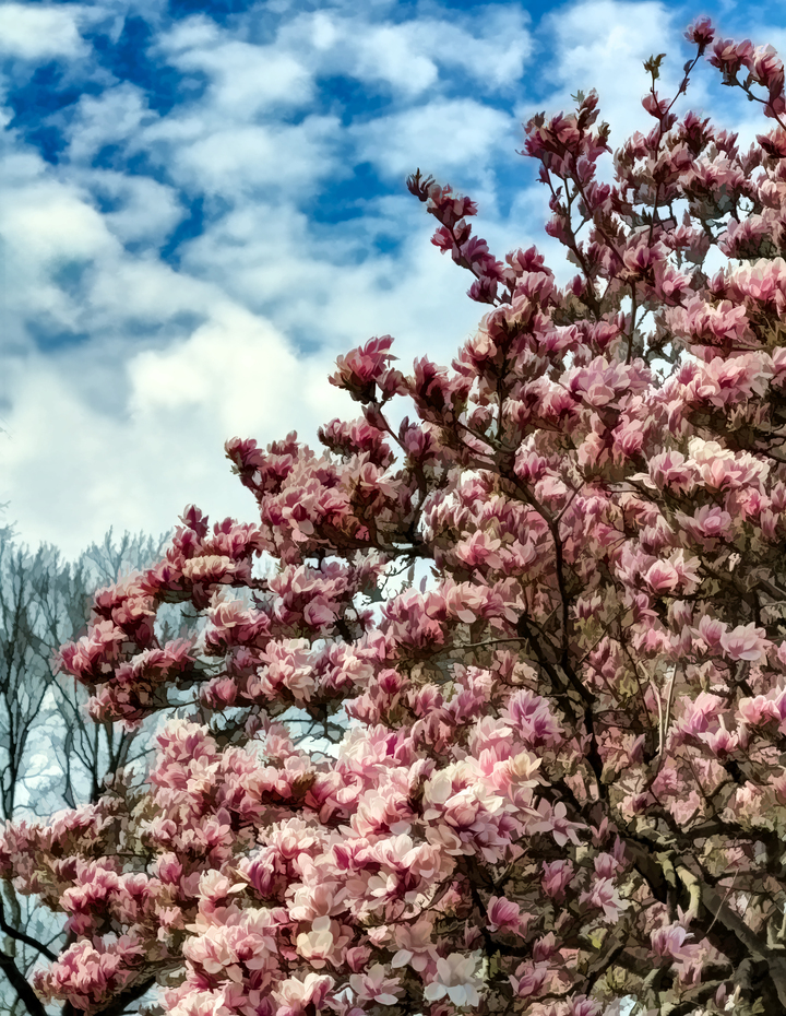 Magnolia Trees 