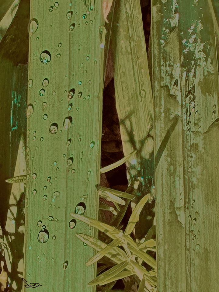 Sparkling Dewdrops