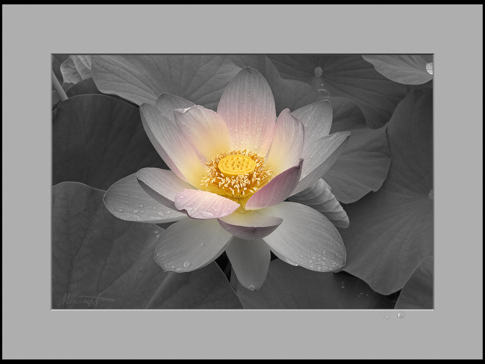 Lotus