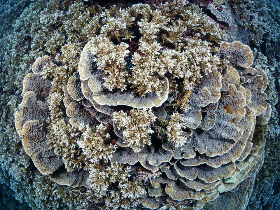 Coral Sea 