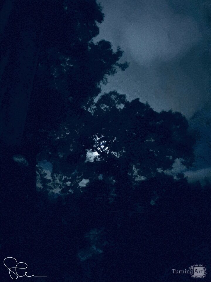 Moonlight Through The Trees