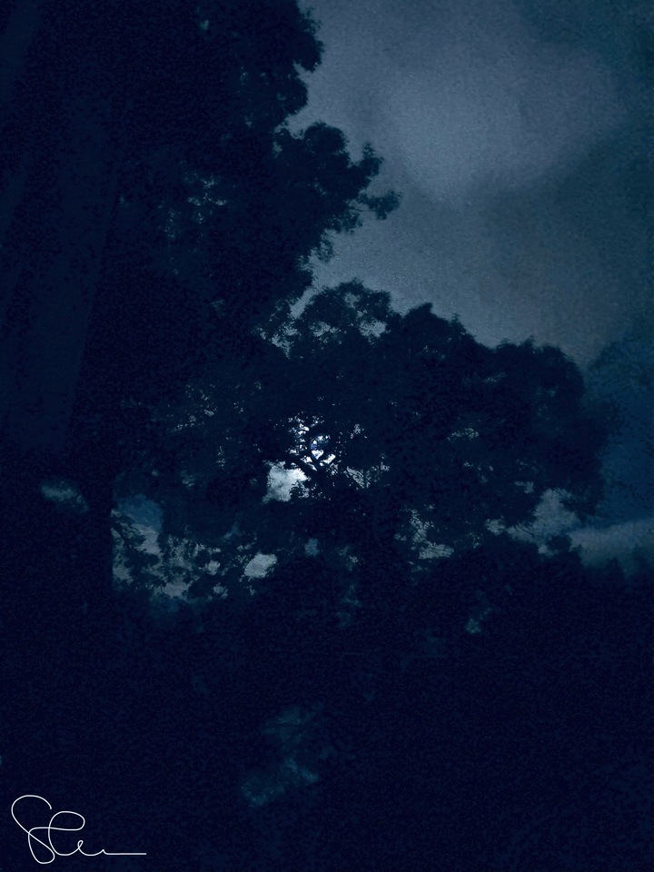 Moonlight Through The Trees
