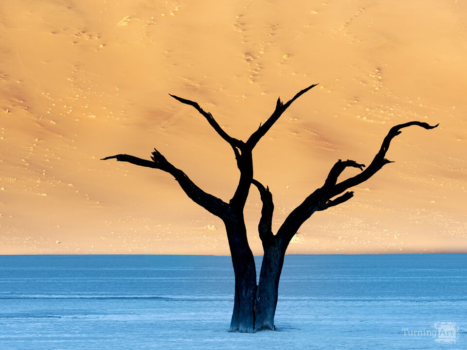 Desert Bones
