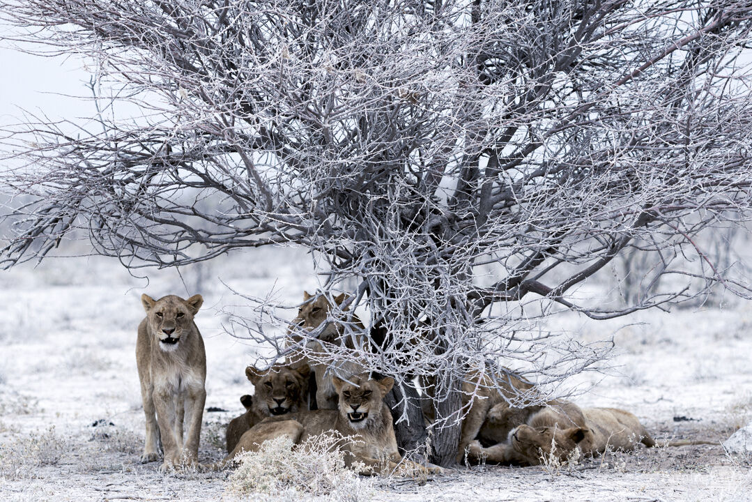 Refuge