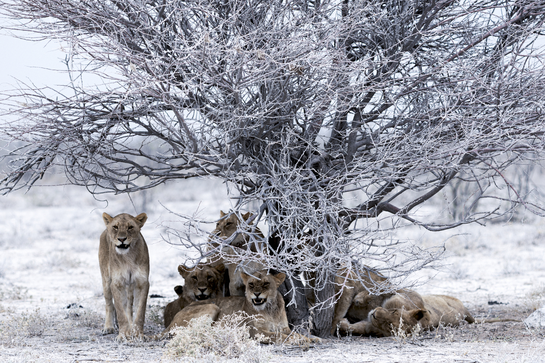 Refuge