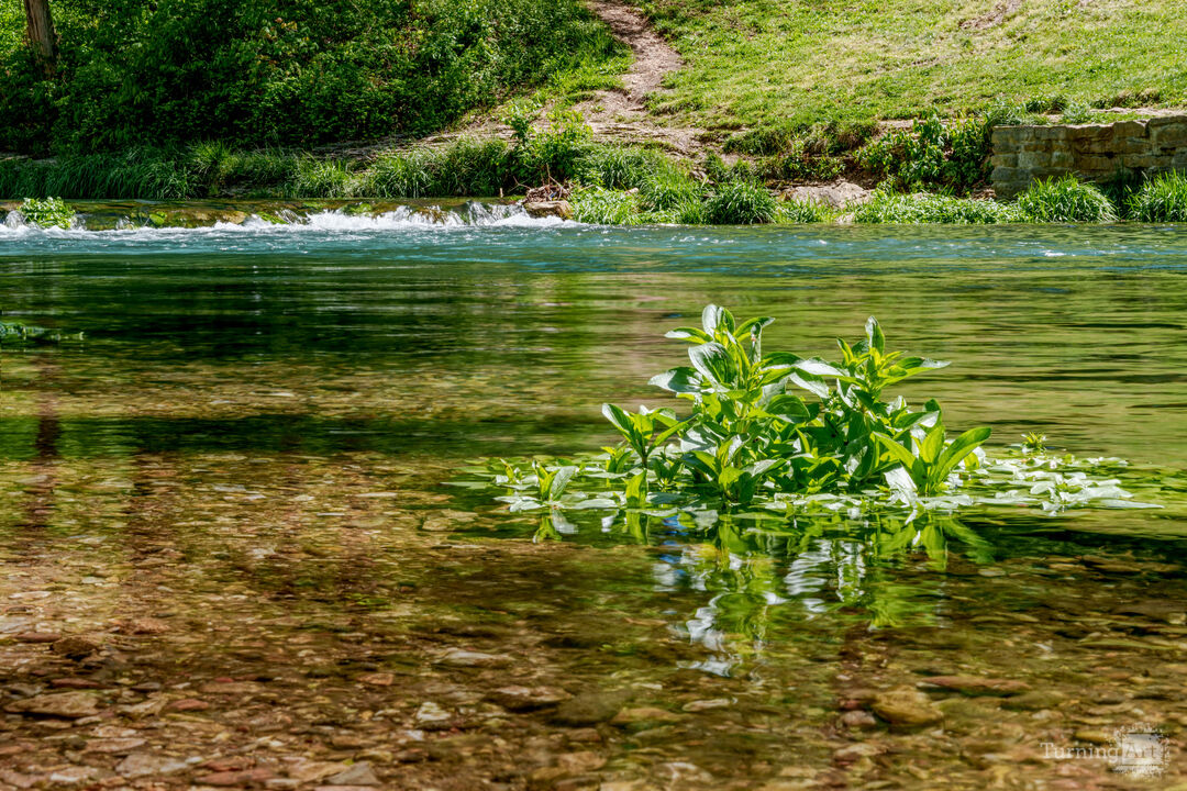 Plant In Roaring River Waters