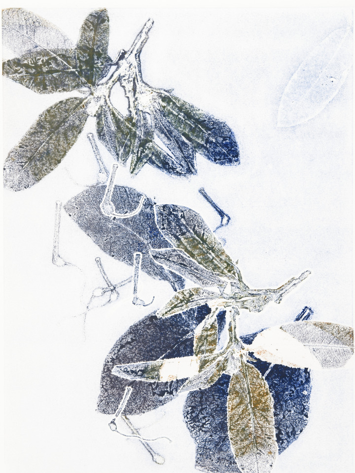 Hoya 4