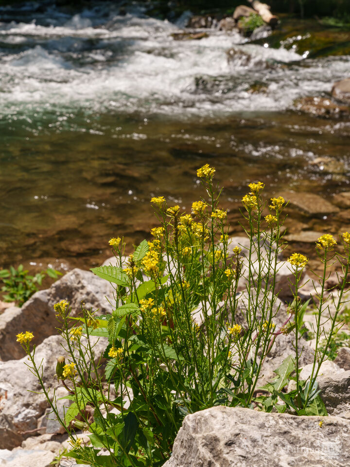 Roaring River Riverbank Wildflowers