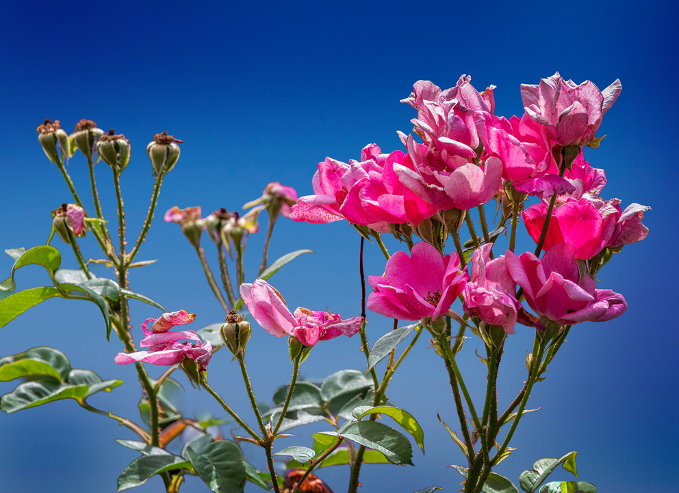 Summer Flowers