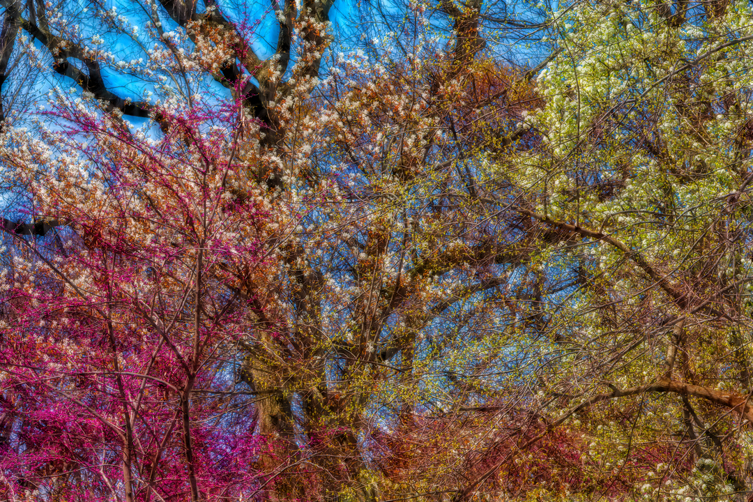 Spring Chaos