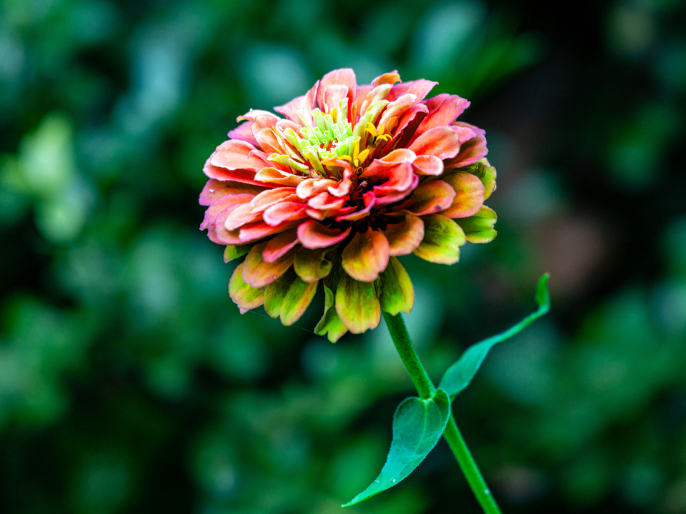 Summer Flower