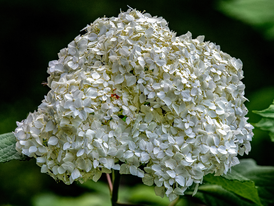 Summer Flower