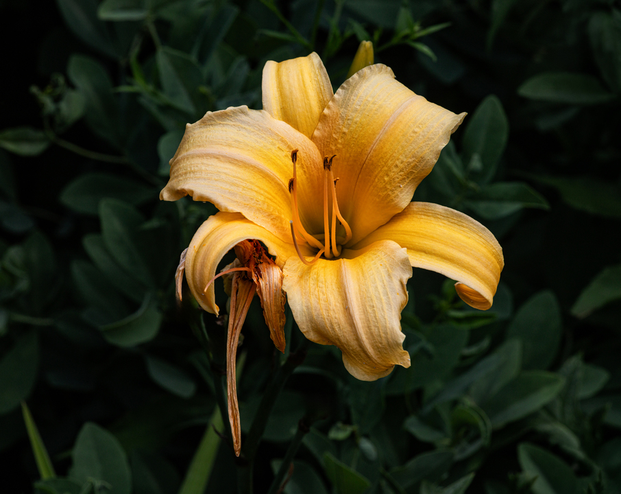 Lily
