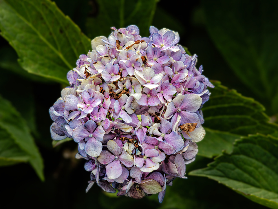Hydrangea