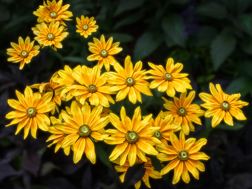 Flower Family Portrait