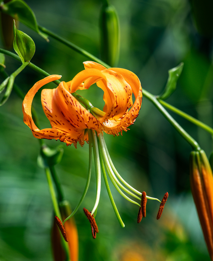 Lily