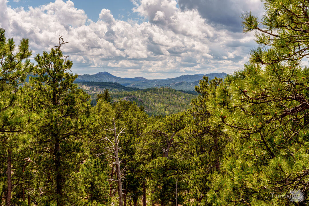 Black Hills Forest Landscape Vista