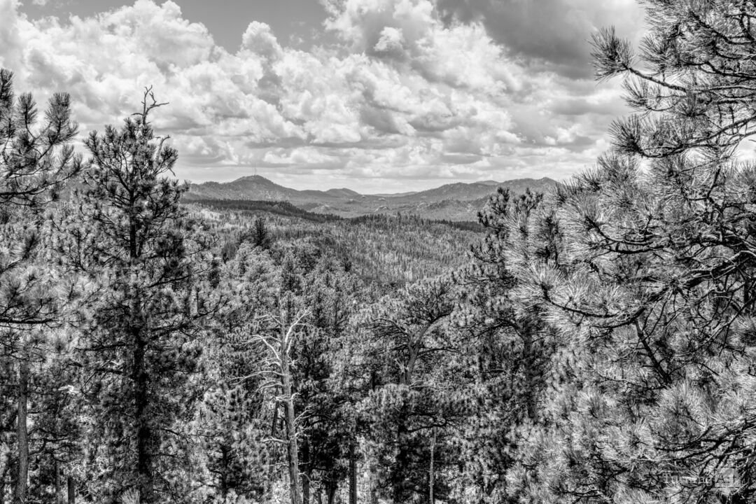 Black Hills Forest Landscape Vista Grayscale