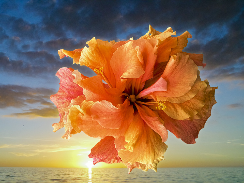 Hibiscus Sunset