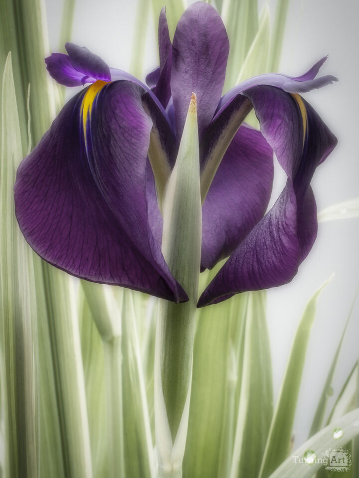Iris