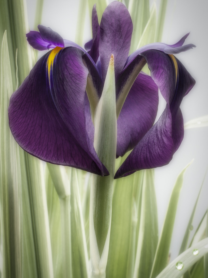 Iris