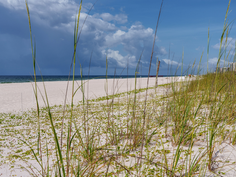 Perdido Key Florida Through Sea Oats